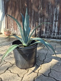 Blue agave