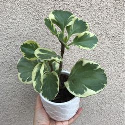Beautiful Variegated Peperomia Plant With Pot