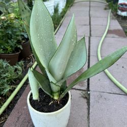 Moonshine Snake Plant 