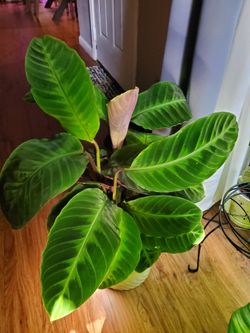 Jungle Velvet Calathea.