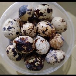 Quail Eggs