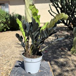 ZZ Black Raven Plant #3