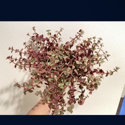 Houseplant Pink Variegated Succulent Jade Hanging Basket