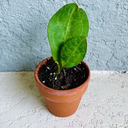 Hoya Elliptica  Plant 