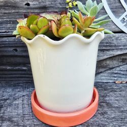 Tulip Shaoed Succulent Planter 