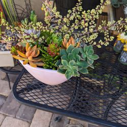 Ready For Mother's Day Beautiful Ceramic Pot Full Of Succulent Plants 