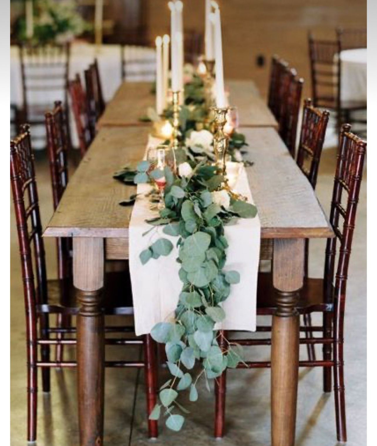 Silver Dollar Eucalyptus