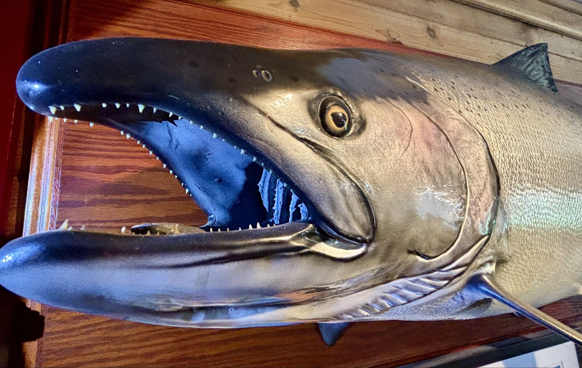 Taxidermy King Salmon