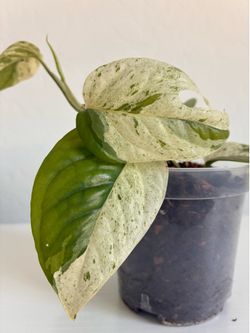 Epipremnum Pinnatum Marble