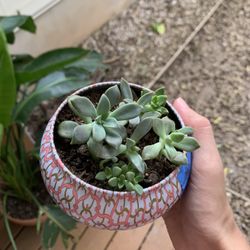 Several Baby Succulents In Metal Planter With Drainage