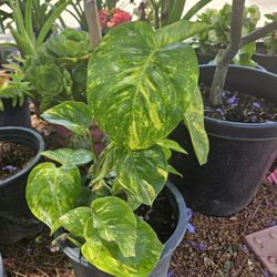Hawaiian Pothos Plants 