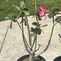 Adenium Desert Rose Plants