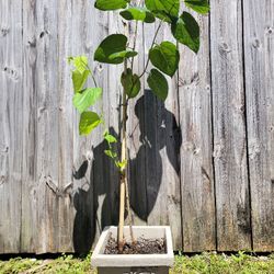 Shangri-La Organic Mulberry Tree