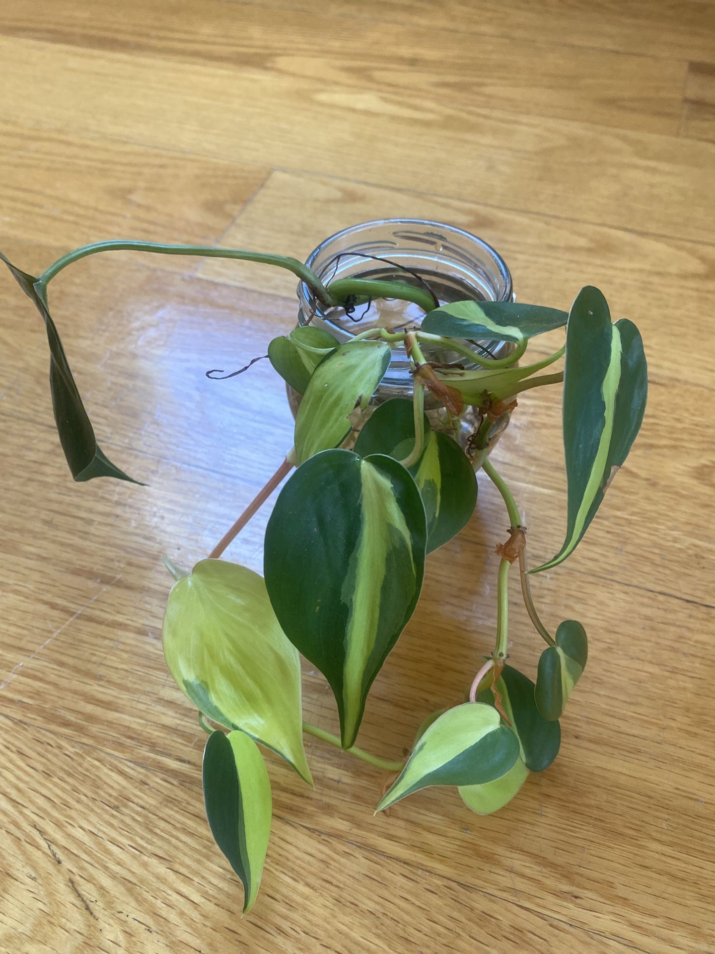 3 plants; Philodendron Basil, String Of Hear, snow Queen Pothos