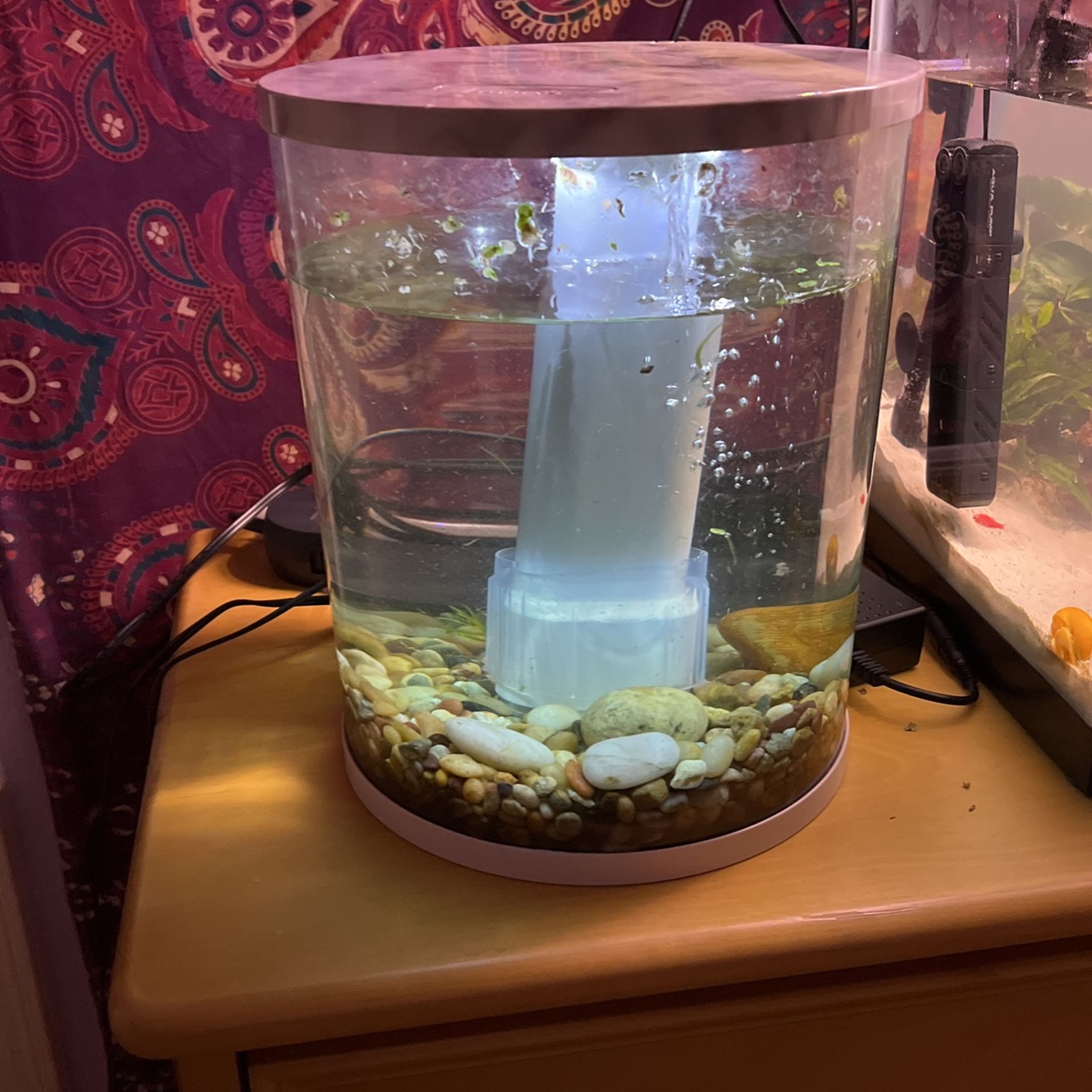 Topfin 3 Gallon 360 View tank with filter and lights.