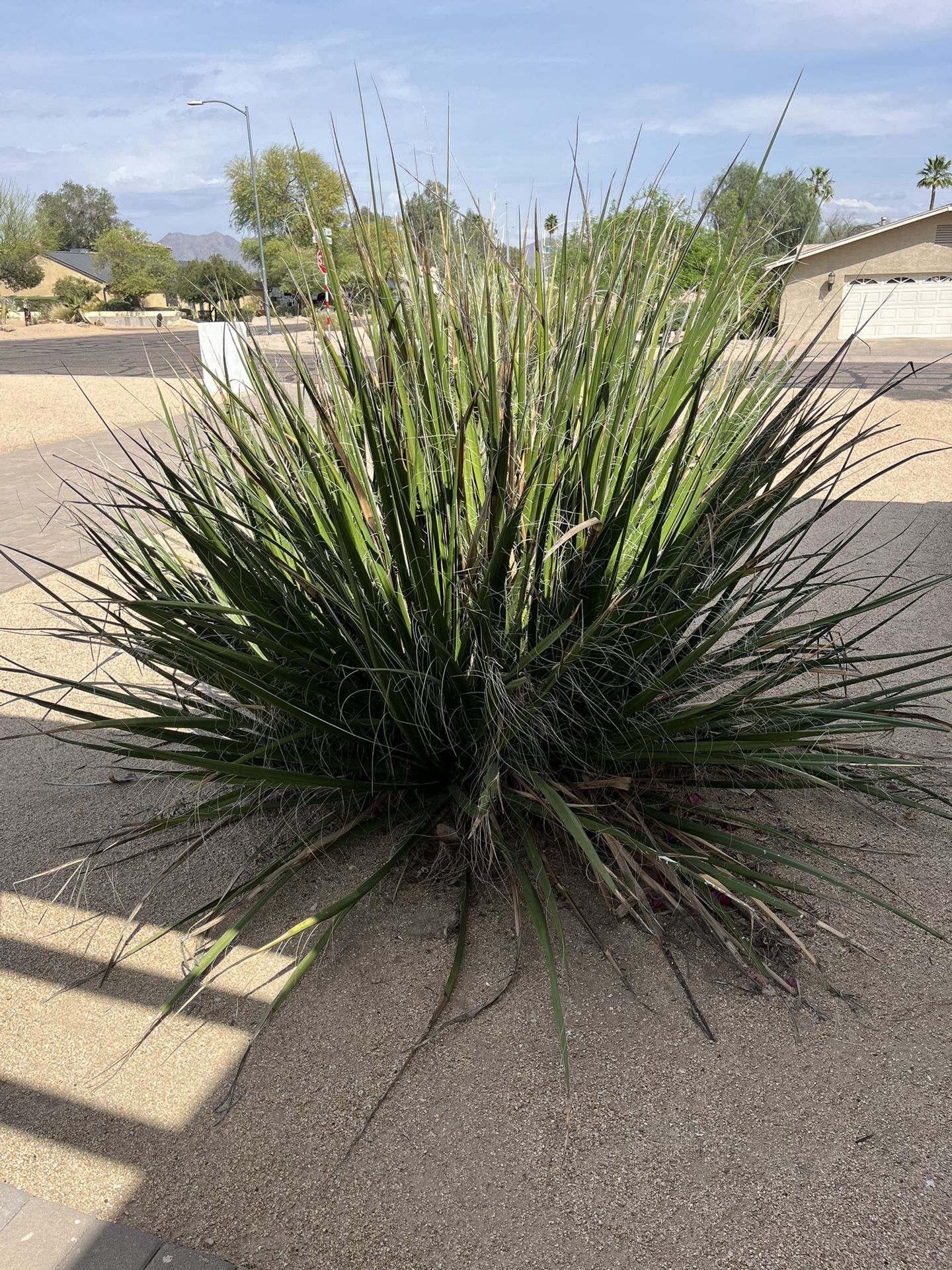 Plant Thinning