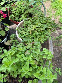 Oregano Herb Plant 🌱