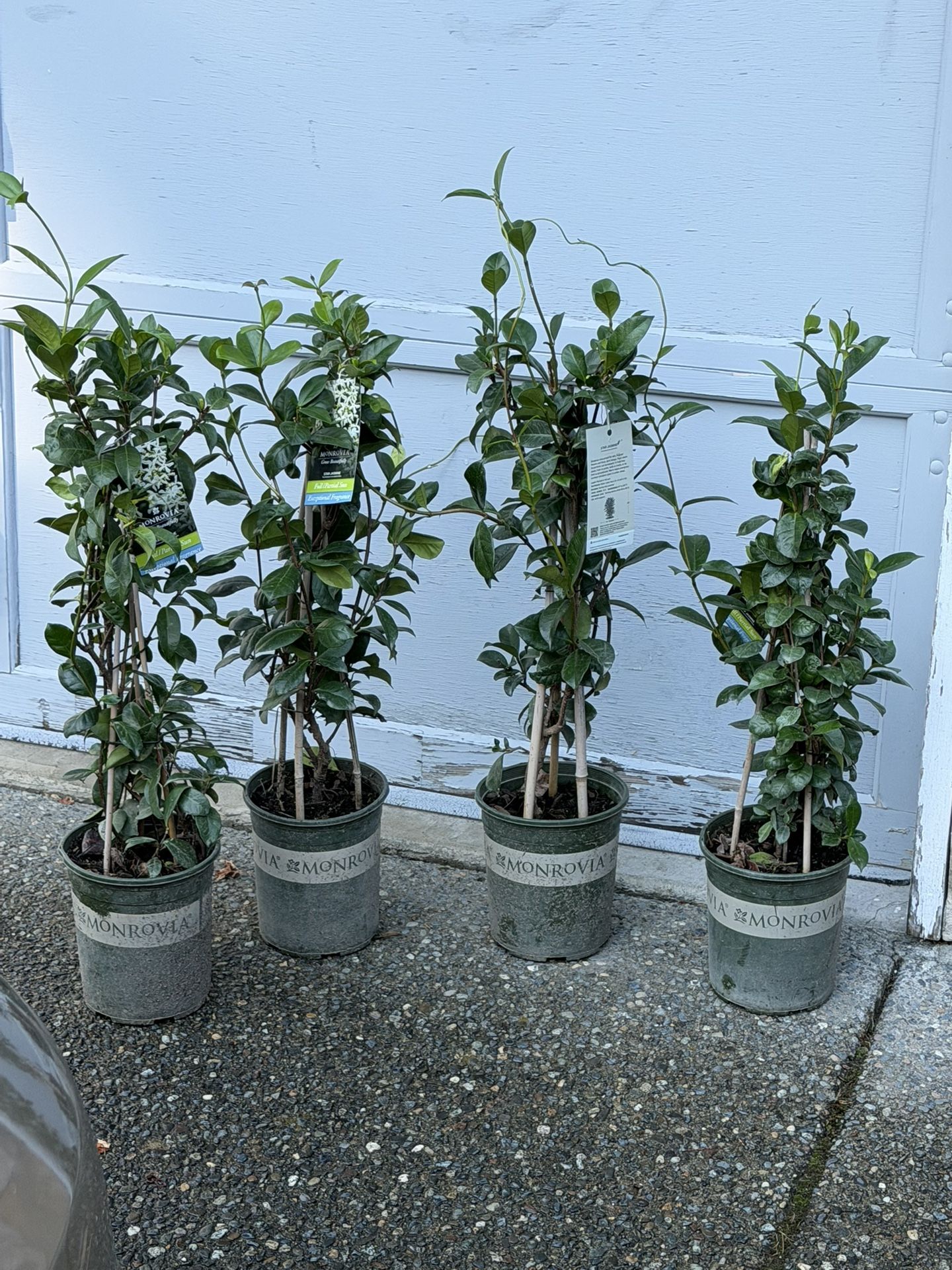 Perennial Evegreen Fragrant All Summer Blooming Star Jasmine $35 Each Price Firm