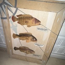 Coastal Fish Framed Wall Art Nautical Grouper Rockcod Fishing Decor 17x20 Rustic