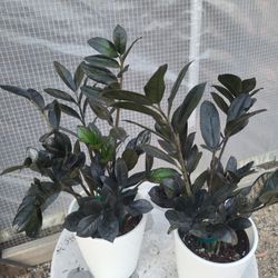 Black Zz Plant 4" Nursery Pot $20 Each