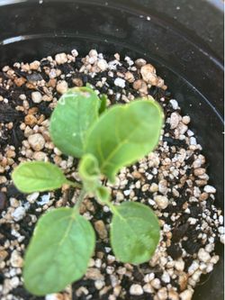 Thai eggplant