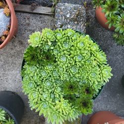 Select SEDUM MINI GARDENS