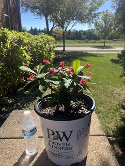 Crown Of Thorns