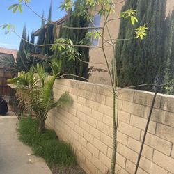 Silk Floss Tree Over 6 Feet Tall