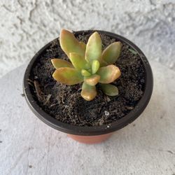 3 Inch Pot Succulent Plant - Sedum Adolpho Nussbaumerianum - Orange Delight - Coppertone Stonecrop - Rooted & Established - Drought Resistant - 🪴 