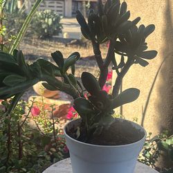Jade plants
