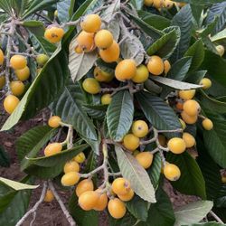 Organic California Grown Loquats 