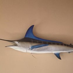Breathtaking 9 Ft Stripped Marlin. 