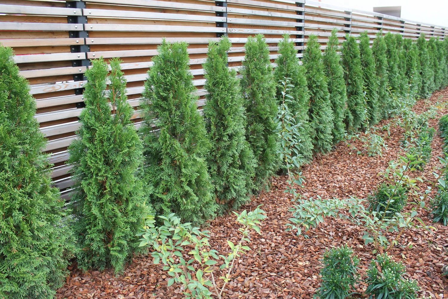 6FT Green Giant Arborvitae Trees – Instant Privacy + Delivery