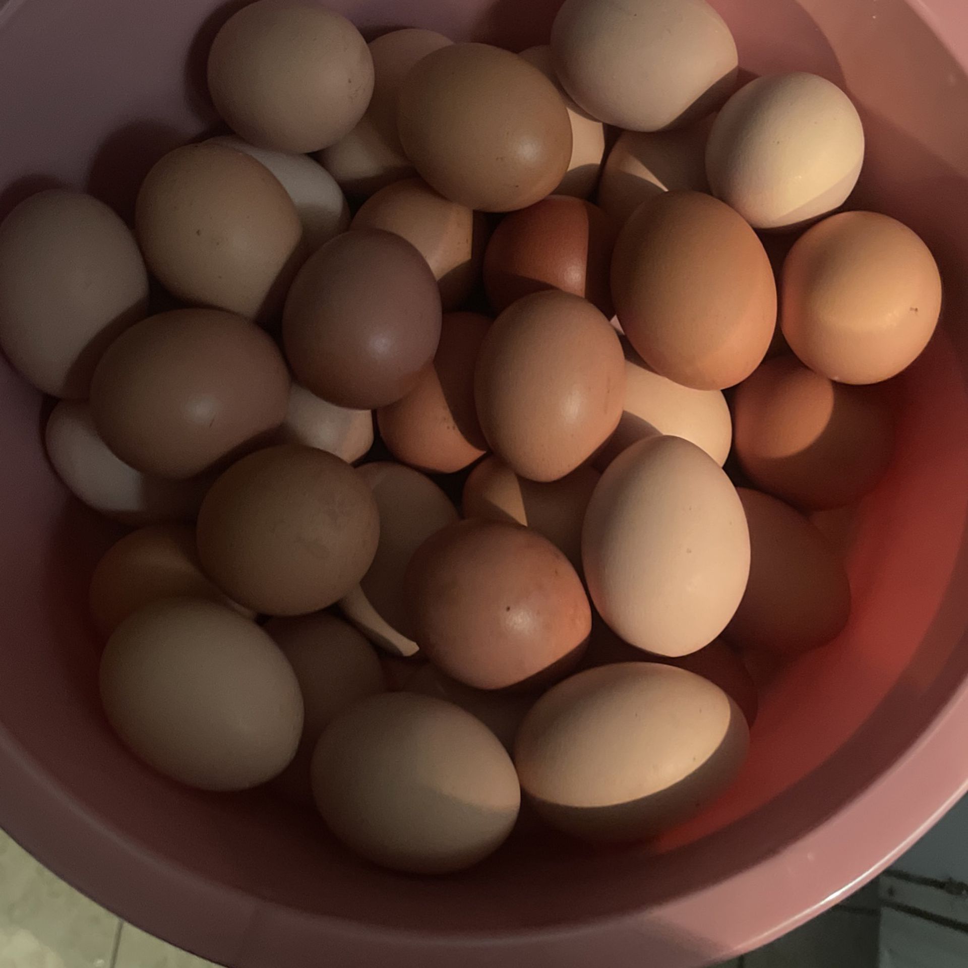 Daily Fresh Chicken Eggs 
