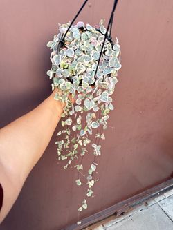 6” variegated string of hearts