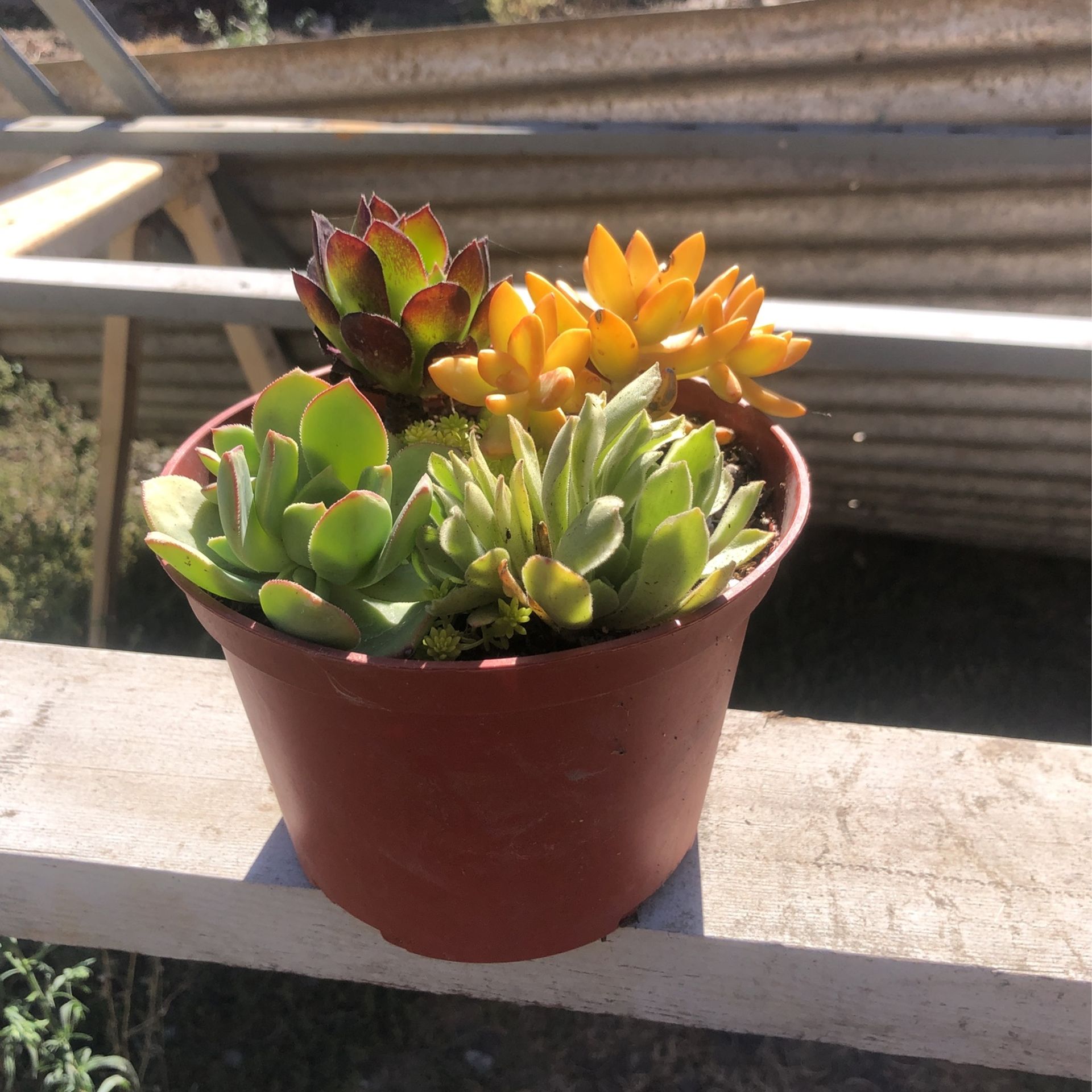 Easy Grow Plants