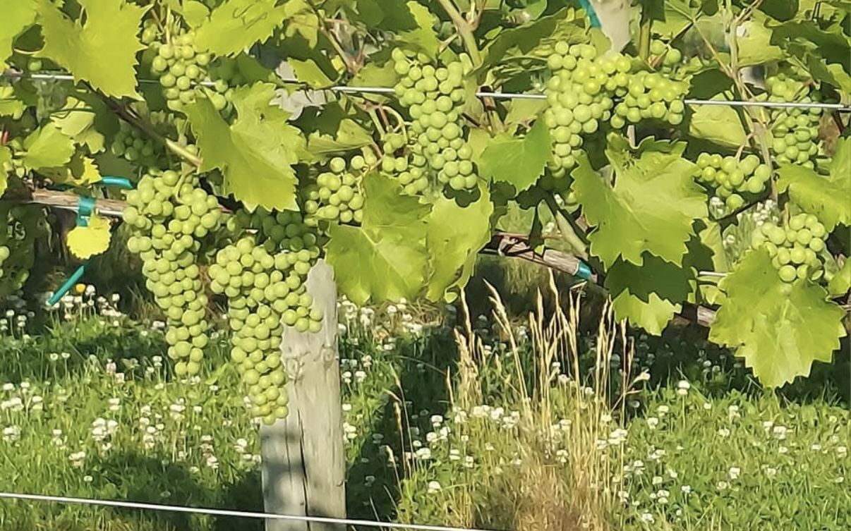 Grape Plants