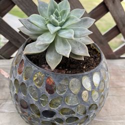 Succulents In Planter 🪴