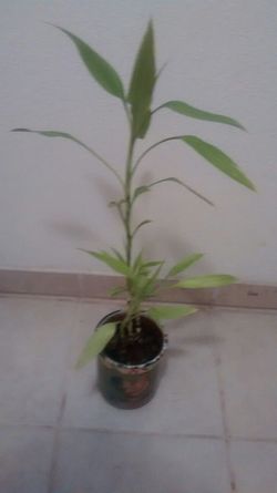 Plant