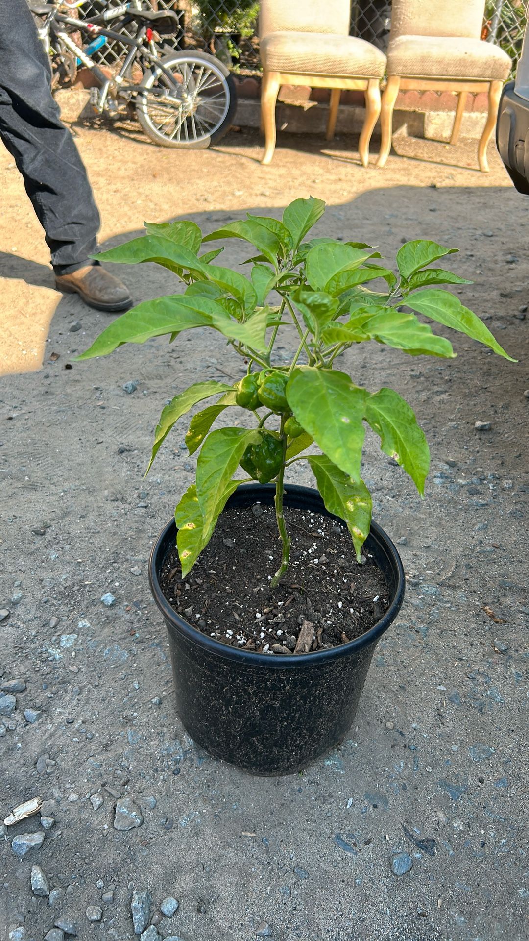 Habanero Plant 