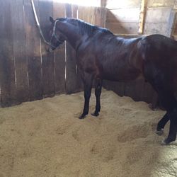 Wood Shaving /Aserrin