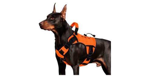Orange Dog Harness! Size Large! Brand new! See all pics!