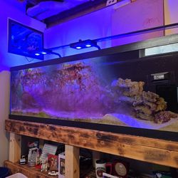 125 Gallon Salt Water Tank
