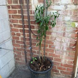 15 Gallon  Container Hot Chille. Healthy.