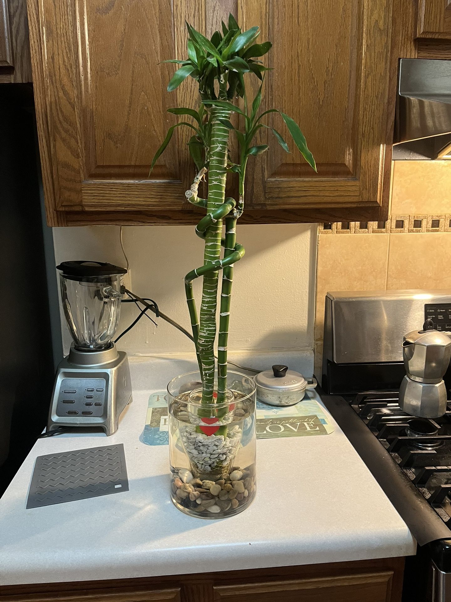 Fish Tank For Betta Fish (real Plant)