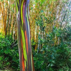 Rainbow Eucalyptus Tree 3ft Tall 1gallon 