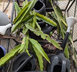 Save Money: Fresh Dragon Fruit Cuttings - High Yield & Easy!