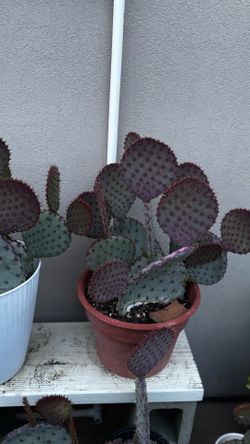 Purple Opuntia