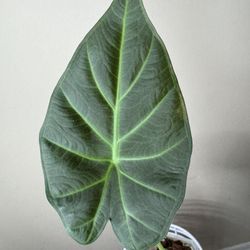 Alocasia Regal Shield Live Tropical Plant B