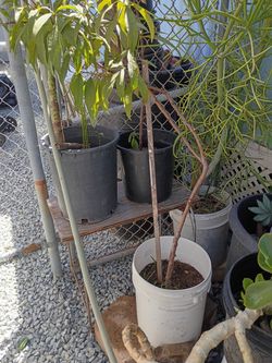 Small peach tree